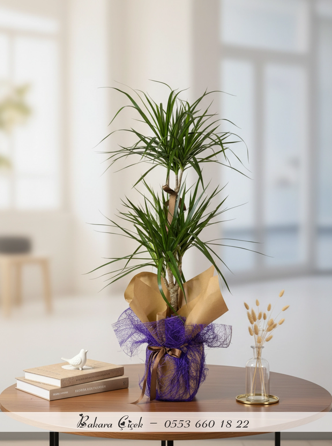 2 Köklü Drecena Margınata