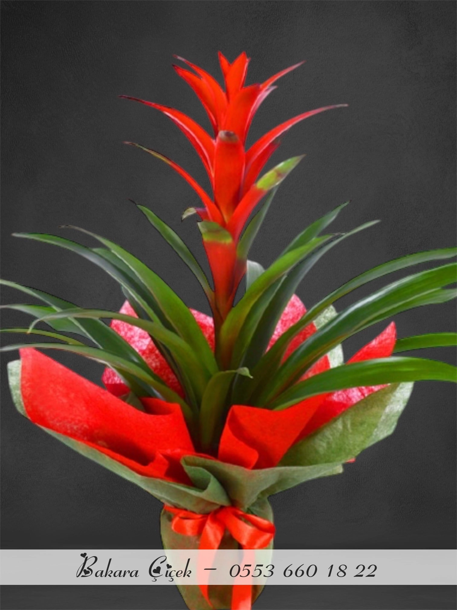 Guzmania