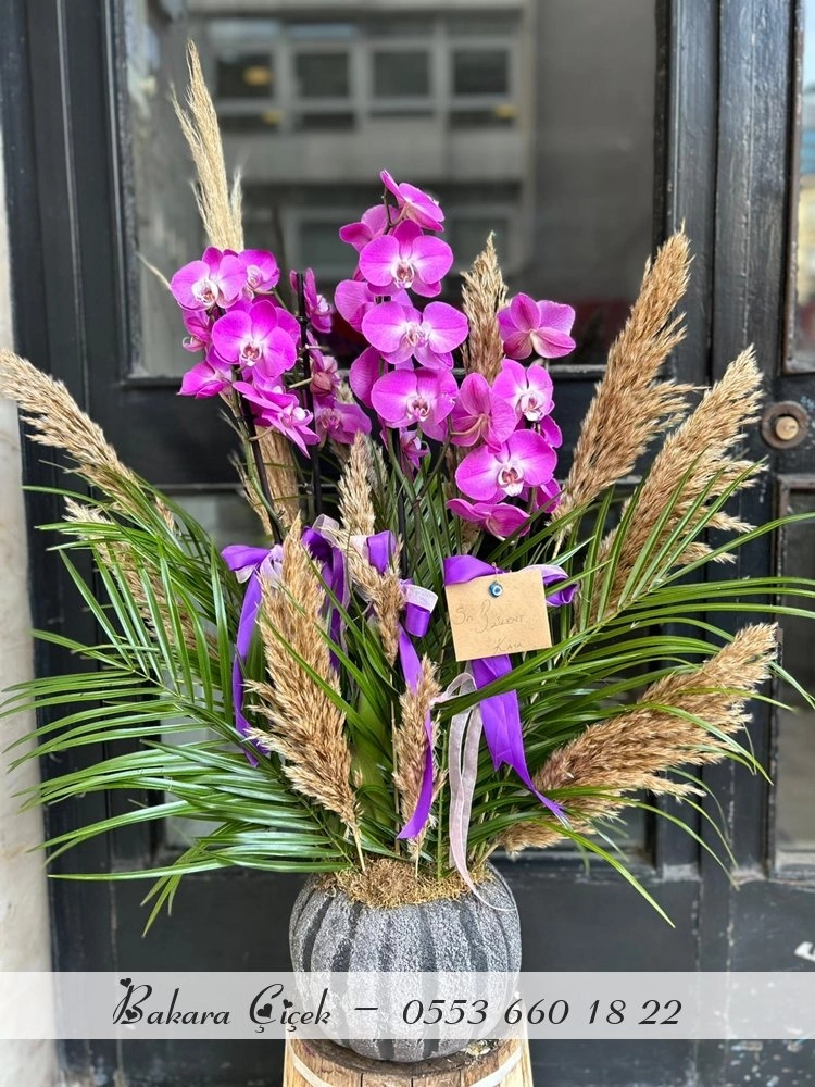 Orchid