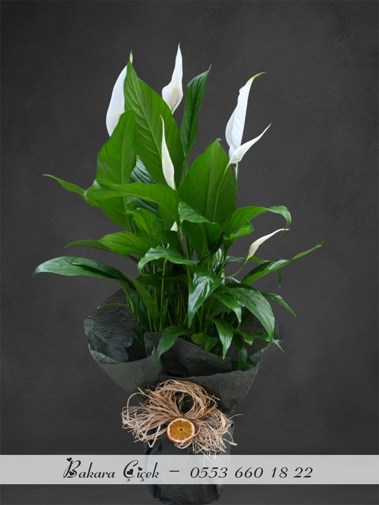 Spatifilyum( Barış Çiçeği)