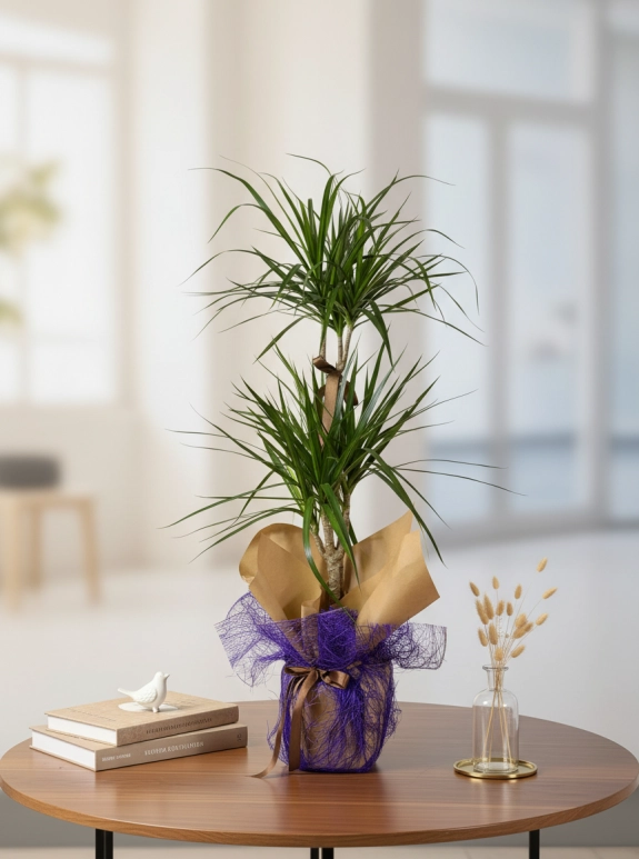 2 Köklü Drecena Margınata