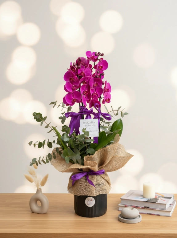 4 Dallı Premium Mor Orkide