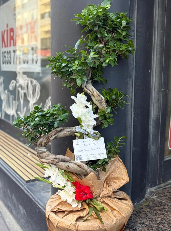 Ficus Bonsai