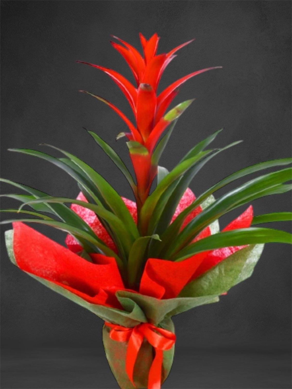 Guzmania