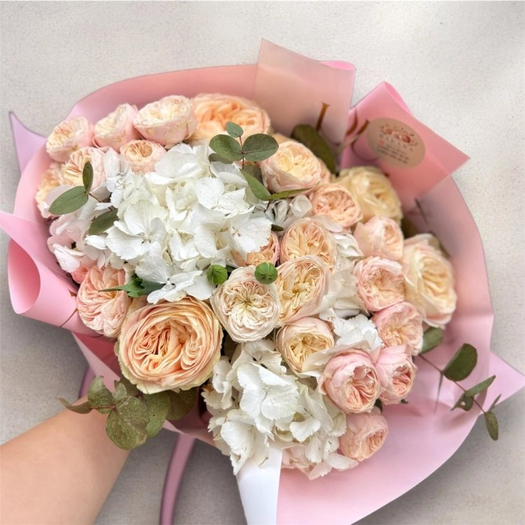 Peach Whisper Ortanca