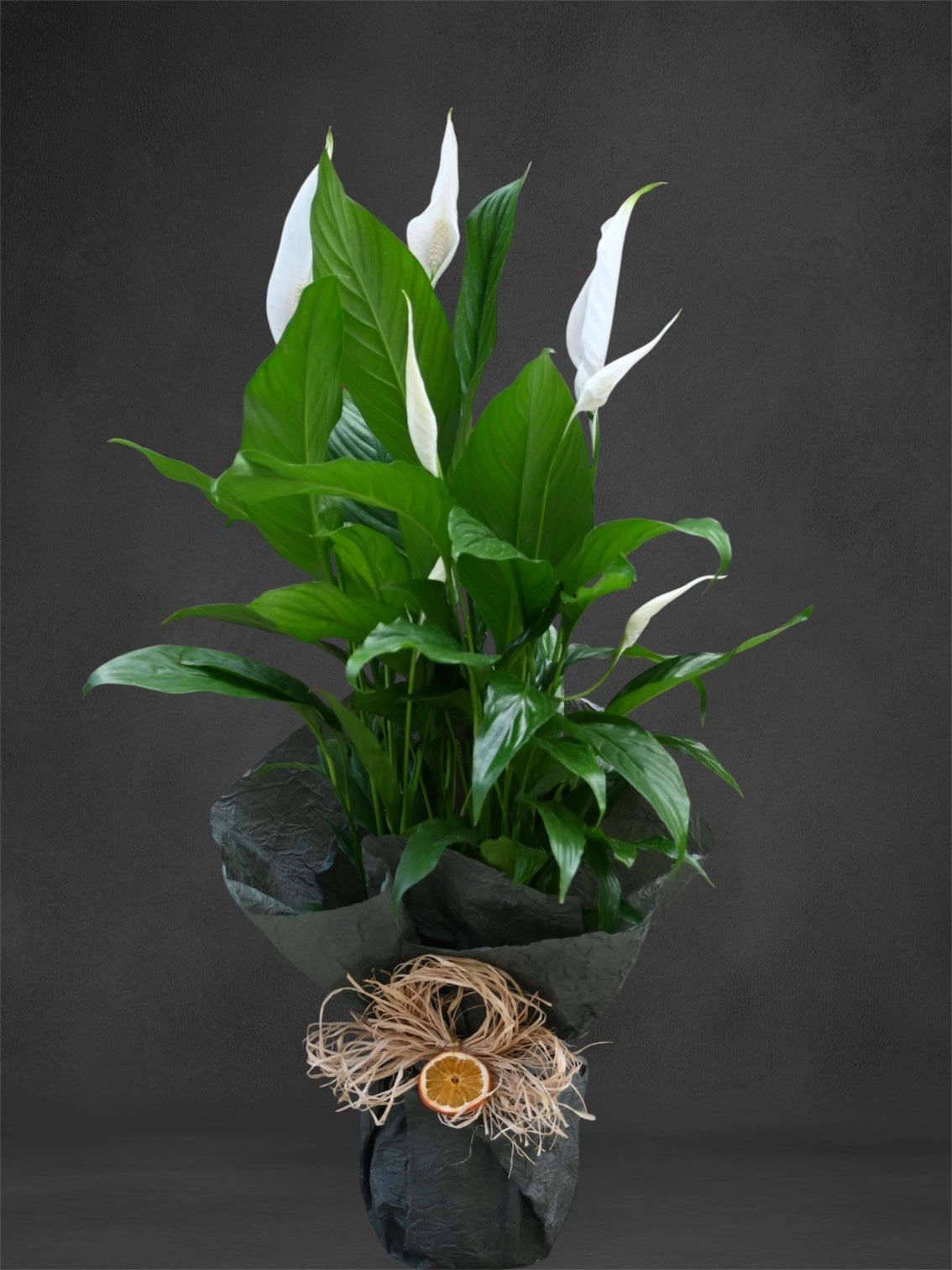 Spatifilyum( Barış Çiçeği)