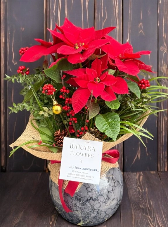 Yeni Yıl Kokina Atatürk Çiçeği