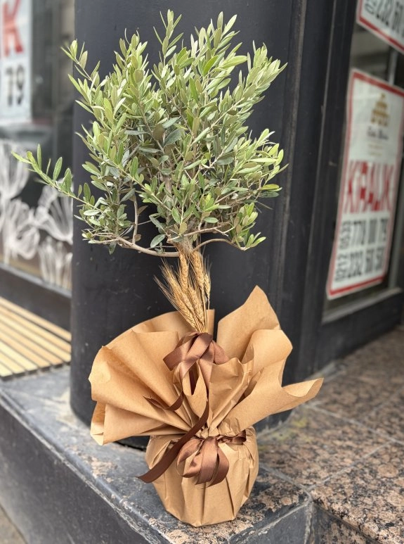 Zeytin Ağacı