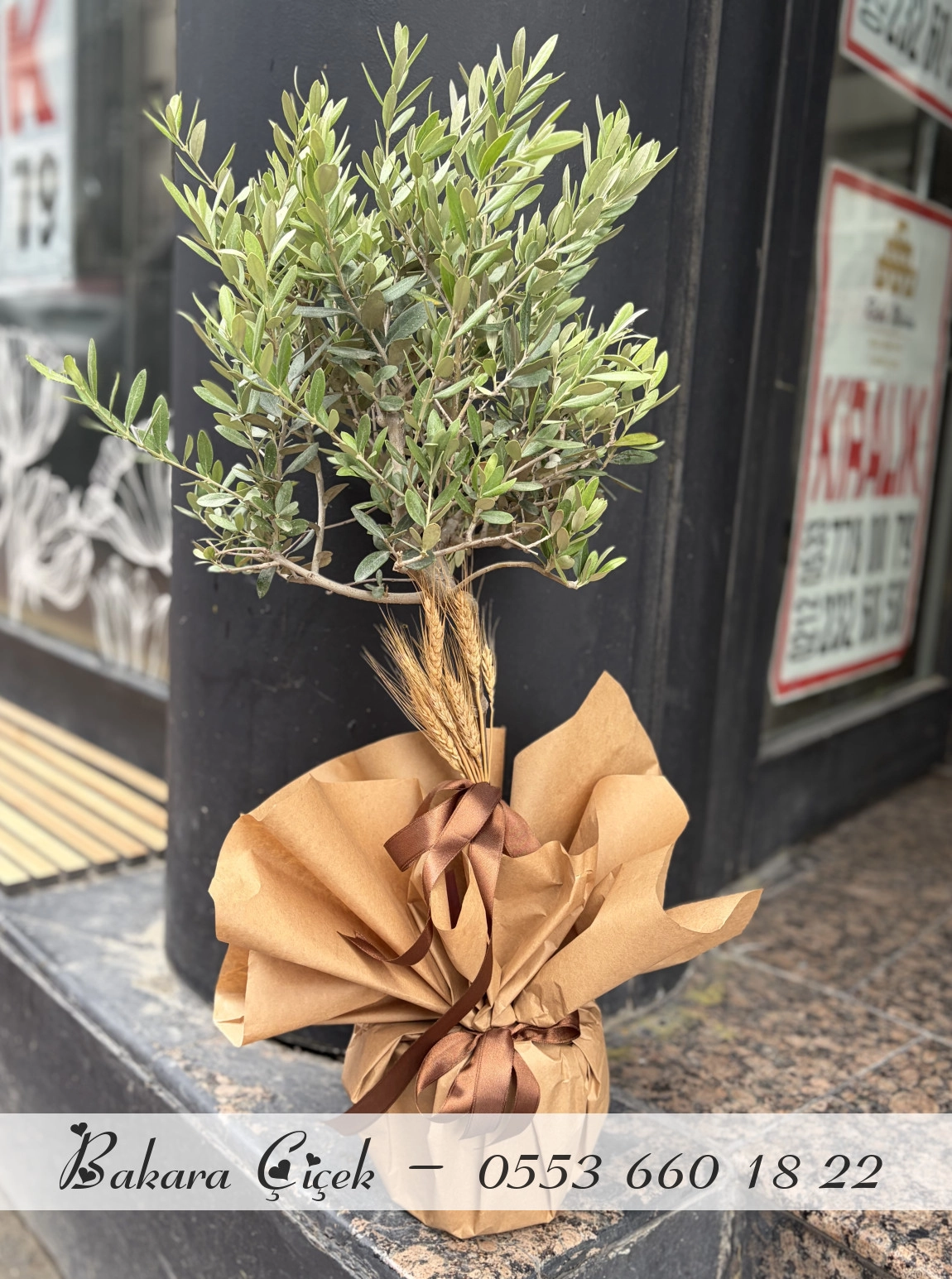 Zeytin Ağacı